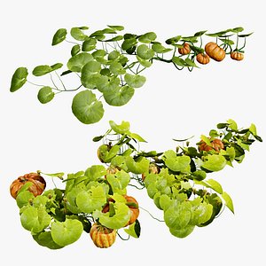 Realistic Pumpkin Vine Asset