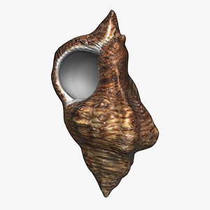 Seashell 4