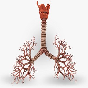 Tracheae
