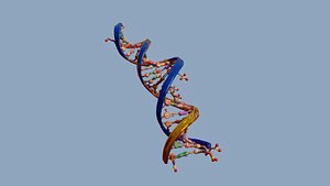 3D model DNA 3D Model