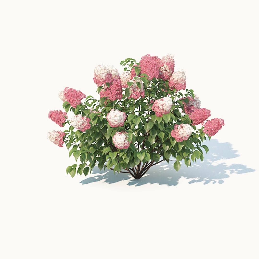hydrangea paniculata 3D model https://p.turbosquid.com/ts-thumb/Iq/SGXh61/0SZx3QeJ/hydrangeapaniculatareddiamond6/jpg/1535225801/1920x1080/fit_q87/35f34da37e7d4c3fc68ced6d982cbfe444fbe366/hydrangeapaniculatareddiamond6.jpg