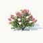 Hydrangea Paniculata # 2 Red Diamond. 4 Sizes