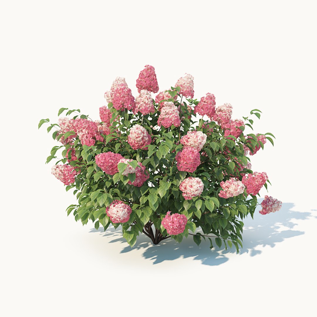 hydrangea paniculata 3D model https://p.turbosquid.com/ts-thumb/Iq/SGXh61/D8wj1mSQ/hydrangeapaniculatareddiamond3/jpg/1535225801/1920x1080/fit_q87/f6b45580232ccc5dd9b03f00e1dcf317c9669c2a/hydrangeapaniculatareddiamond3.jpg