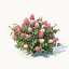 Hydrangea Paniculata # 2 Red Diamond. 4 Sizes