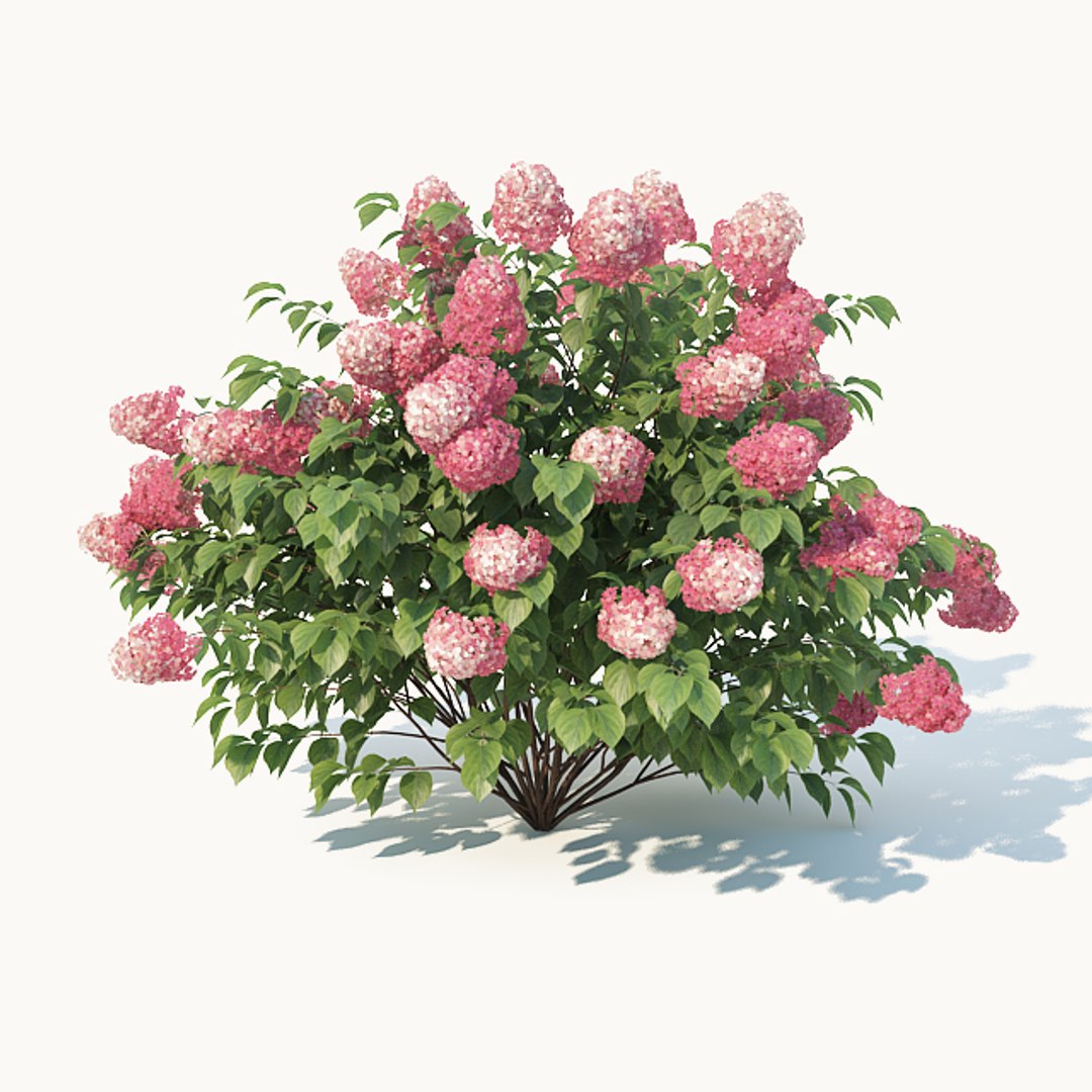 hydrangea paniculata 3D model https://p.turbosquid.com/ts-thumb/Iq/SGXh61/UVVRQNJ9/hydrangeapaniculatareddiamond4/jpg/1535225801/1920x1080/fit_q87/fef831e4b1e8069bf3a82c82b1dc63d0ed8fffcc/hydrangeapaniculatareddiamond4.jpg