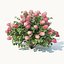 Hydrangea Paniculata # 2 Red Diamond. 4 Sizes