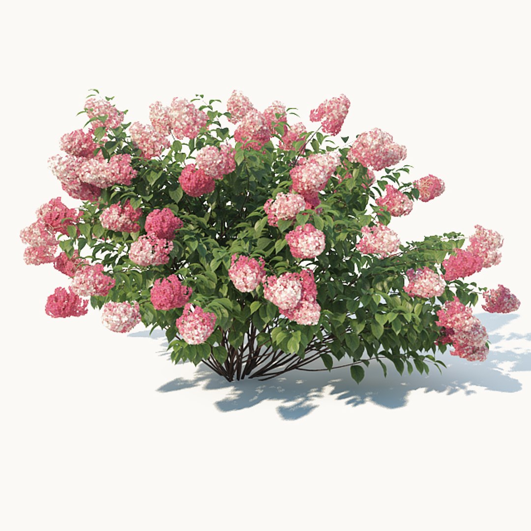 hydrangea paniculata 3D model https://p.turbosquid.com/ts-thumb/Iq/SGXh61/UaX1RXy8/hydrangeapaniculatareddiamond5/jpg/1535225801/1920x1080/fit_q87/a23cdc1f89b498ec0b9161f8072fd8e52a3221ad/hydrangeapaniculatareddiamond5.jpg