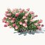 Hydrangea Paniculata # 2 Red Diamond. 4 Sizes