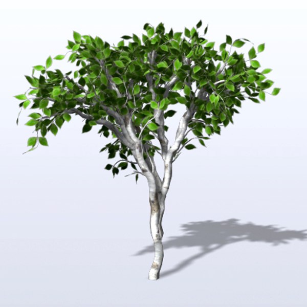 3d birch tree