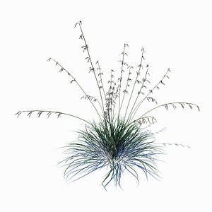 wild grass 3D
