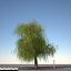 willow tree 3d model