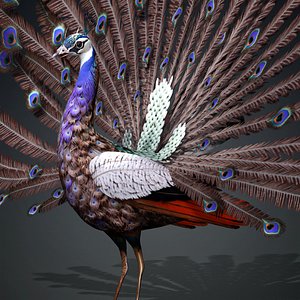 3D model Peacock-V2E