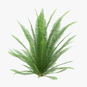 Ferns 02 02