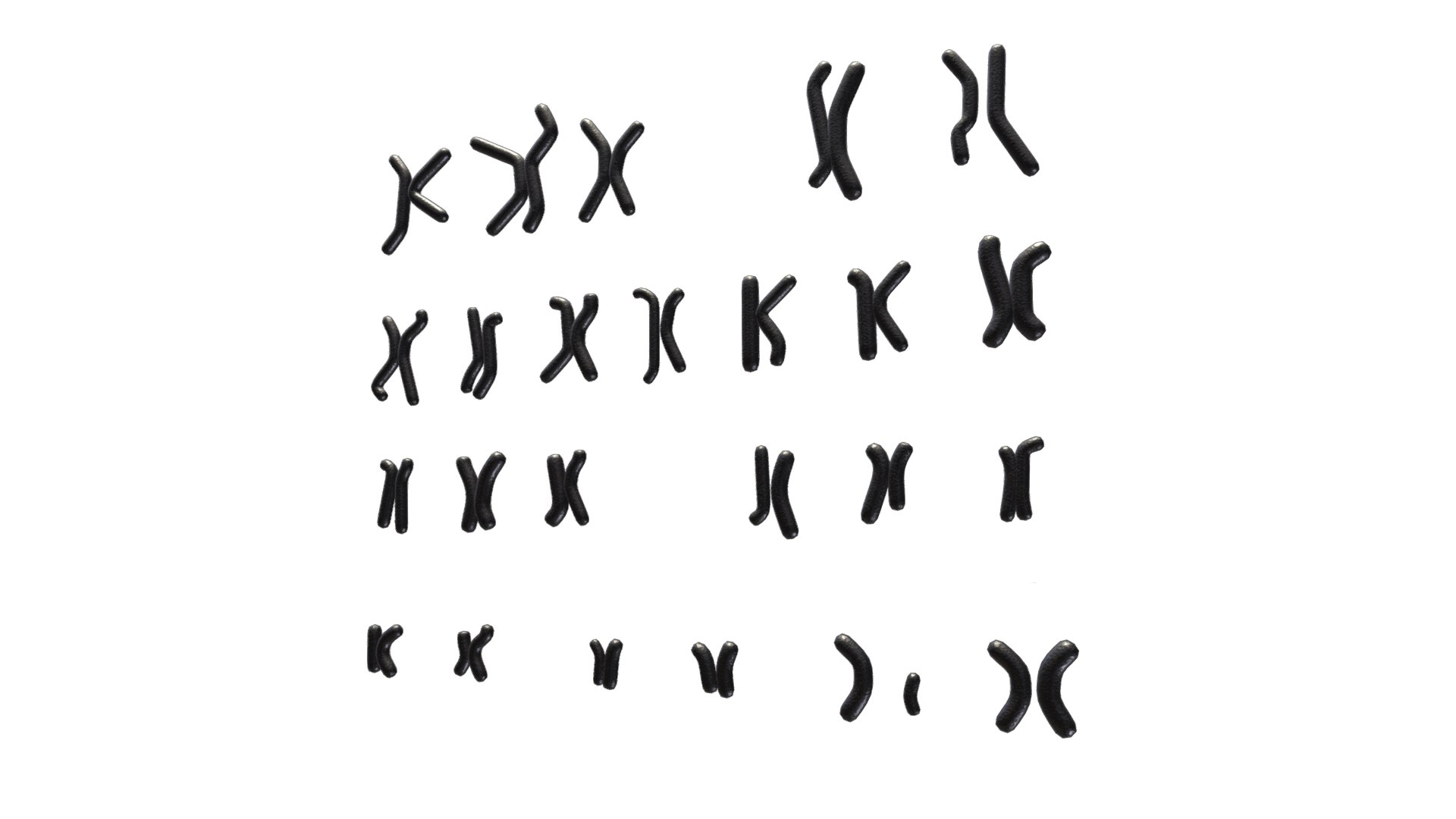 Human Karyotype Male And Female 3D Model - TurboSquid 2150842