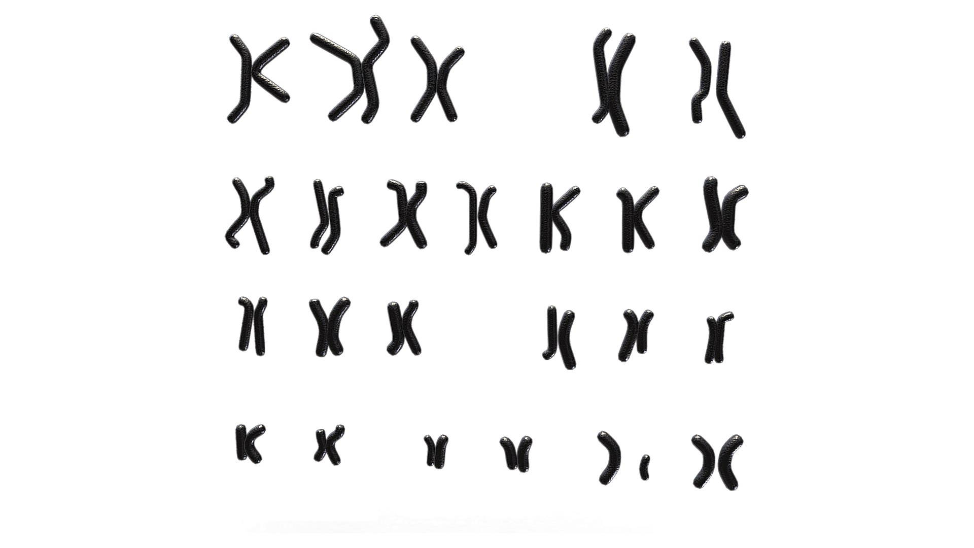 Human Karyotype Male And Female 3D Model - TurboSquid 2150842