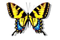 TigerSwallowtailDC
