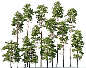 Pinus sylvestris Mega Collection 12 models H10-27m