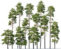 Pinus sylvestris Mega Collection 12 models H10-27m