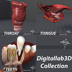 3d model tongue throat teeth
