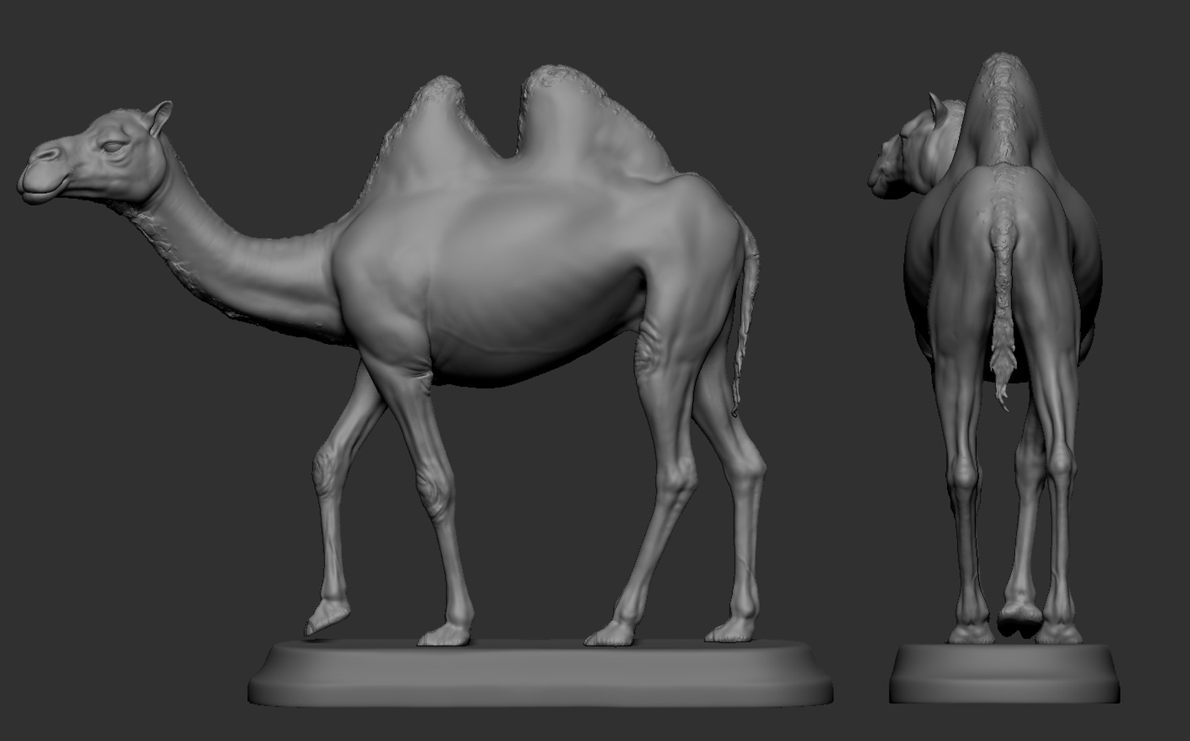 Camel 3D model https://p.turbosquid.com/ts-thumb/Ir/dLHc7S/Ru/13/png/1659996207/1920x1080/fit_q87/b854eeabbcf5ab4c0a532f9f0746fe23882dbfe1/13.jpg