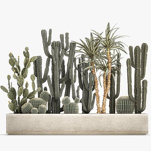Cactus set in a concrete flowerpot for the interior 1096