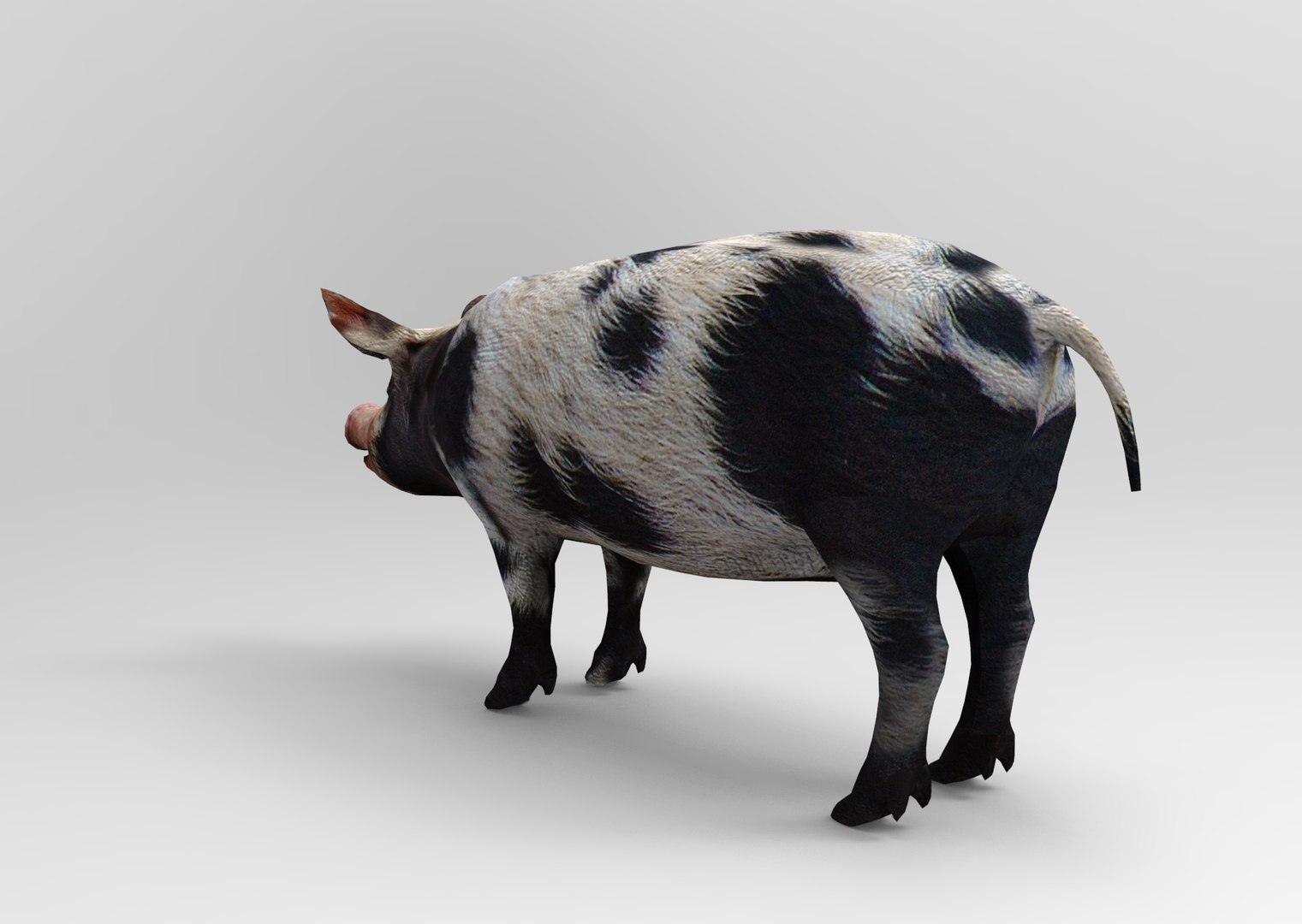max pig animals mammal https://p.turbosquid.com/ts-thumb/Ir/w9azGy/1Wxte1ug/untitled.942/jpg/1485076695/1920x1080/fit_q87/556d6de2d49a4e0b0deeb27aa3bd76e98c124198/untitled.942.jpg
