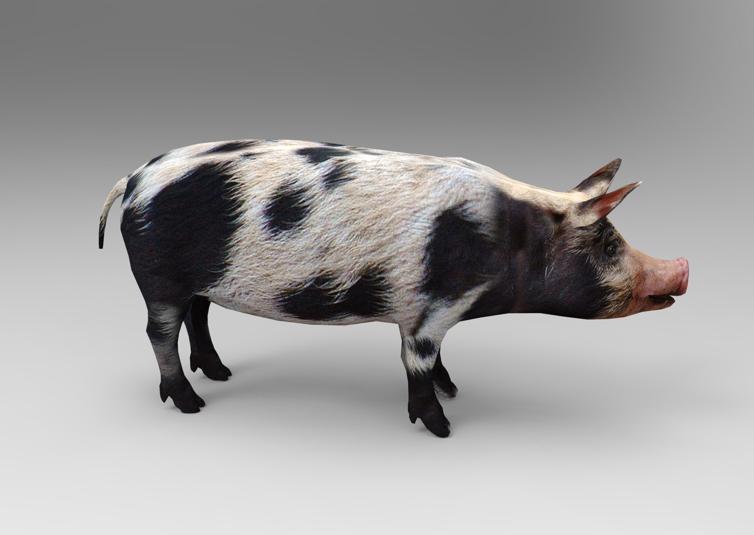 max pig animals mammal https://p.turbosquid.com/ts-thumb/Ir/w9azGy/KeZmcqRm/untitled.945/jpg/1485076695/1920x1080/fit_q87/a933cc70a7a46ae63ee11dba7661dba853558a1d/untitled.945.jpg