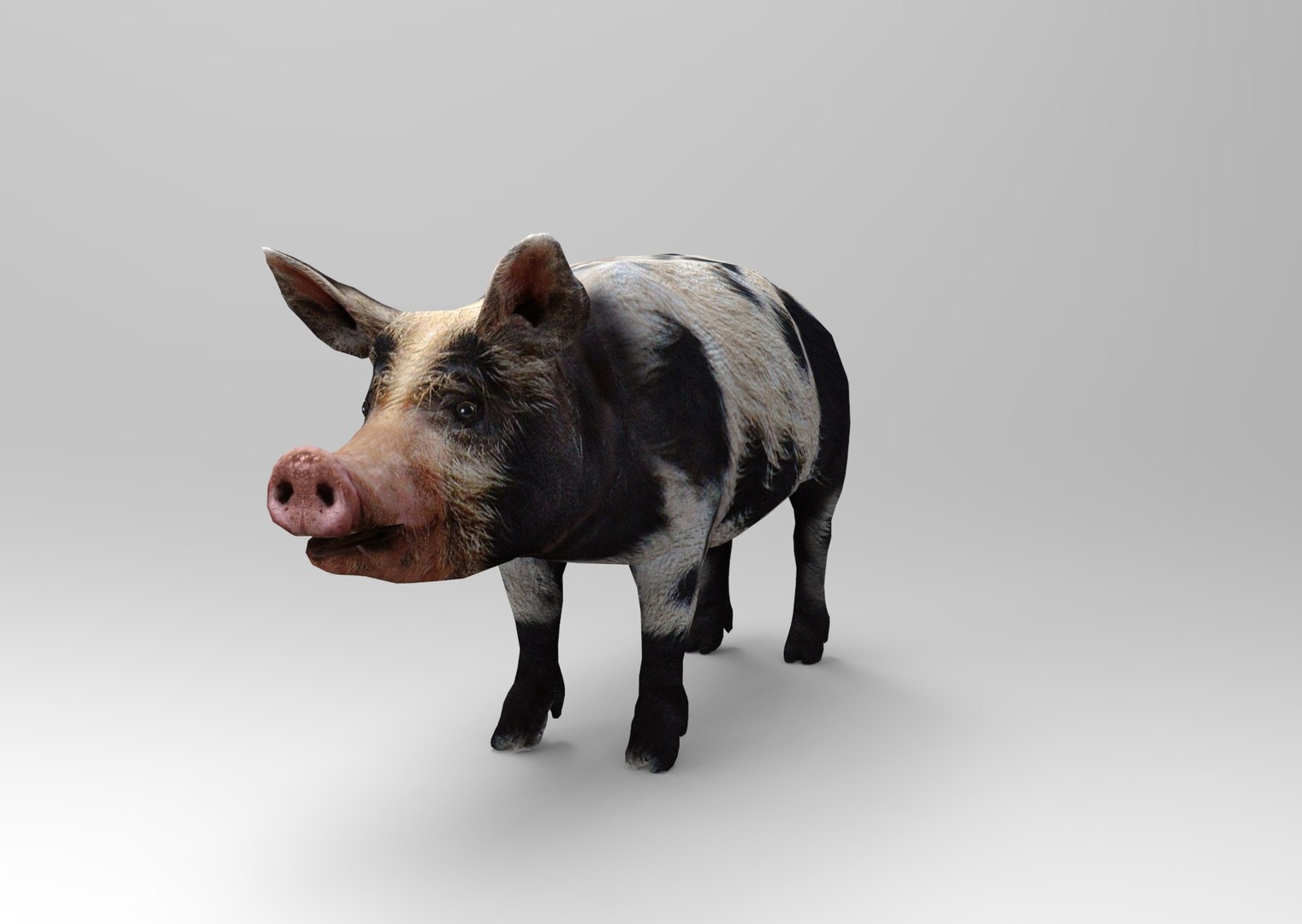 max pig animals mammal https://p.turbosquid.com/ts-thumb/Ir/w9azGy/ShYLKGG5/untitled.949/jpg/1485076695/1920x1080/fit_q87/006f61f5aa085be7bec1707a8f30d8ca7d4982f9/untitled.949.jpg