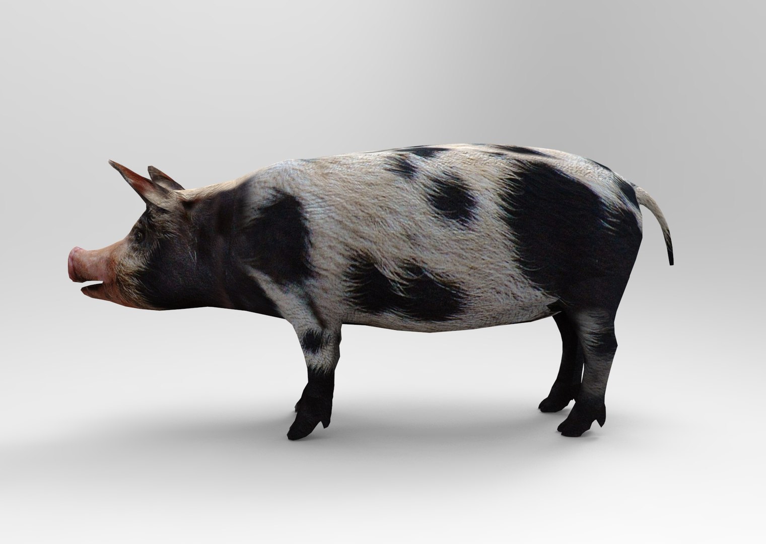 max pig animals mammal https://p.turbosquid.com/ts-thumb/Ir/w9azGy/lldPiI6o/untitled.941/jpg/1485076695/1920x1080/fit_q87/da88da50b15e0de588e29065dc07674a93fbd125/untitled.941.jpg