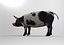 Schwein Modell