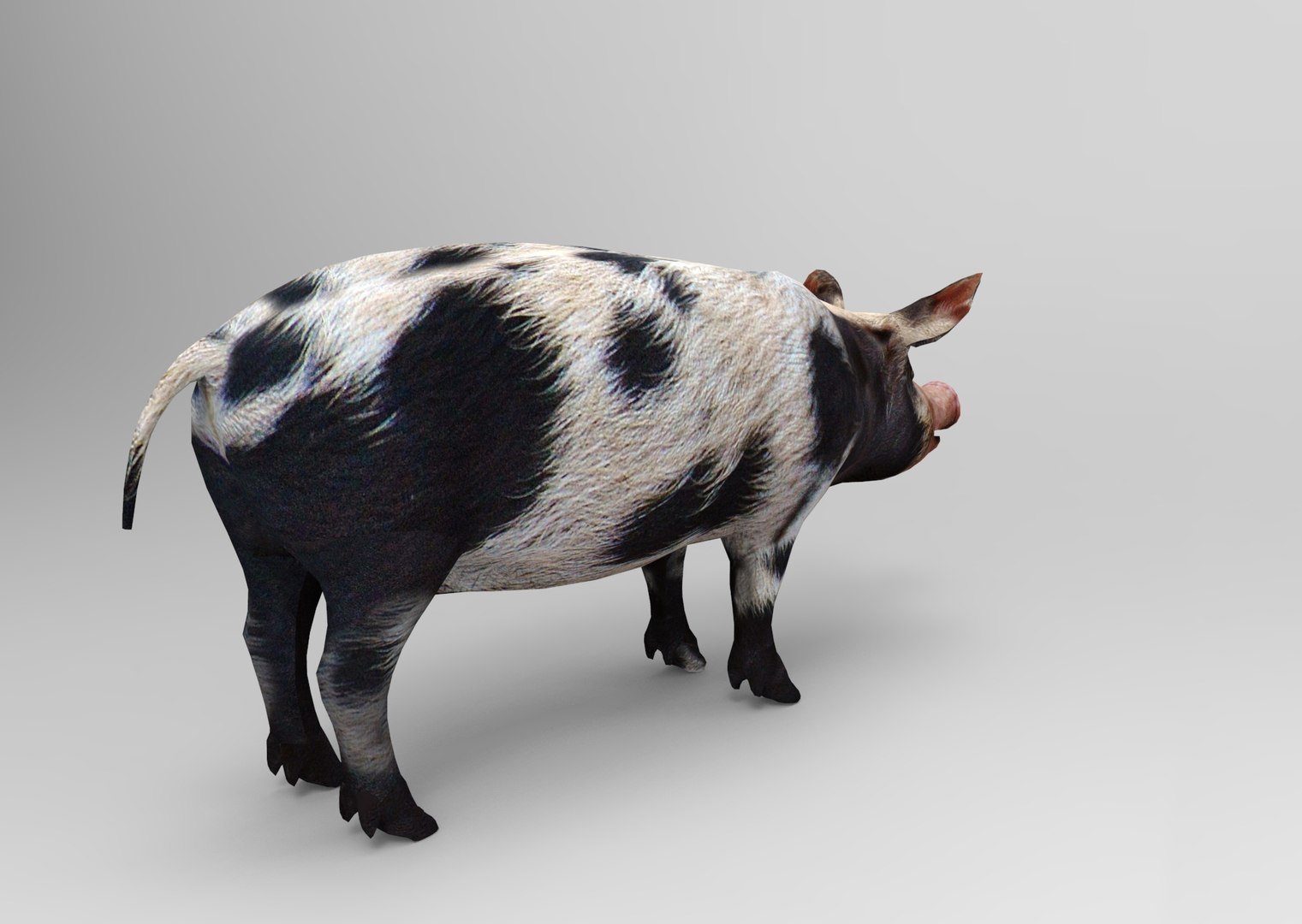 max pig animals mammal https://p.turbosquid.com/ts-thumb/Ir/w9azGy/r6r9NhZV/untitled.944/jpg/1485076695/1920x1080/fit_q87/563fc9a96ae0bb8579a87625ec4b34277f41ade3/untitled.944.jpg
