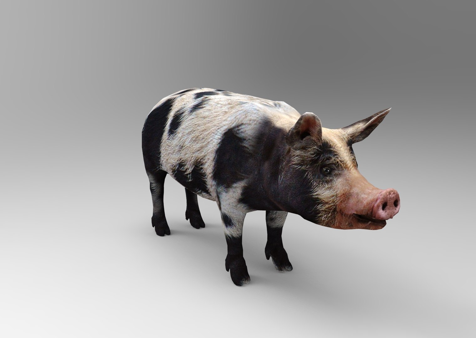 max pig animals mammal https://p.turbosquid.com/ts-thumb/Ir/w9azGy/uz3QC9qG/untitled.946/jpg/1485076695/1920x1080/fit_q87/8815e545e8ab6da42d852f21d0f21b820a0abe2a/untitled.946.jpg