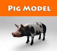 pig model