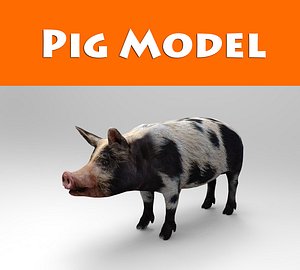 pig model