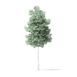 3D quaking aspen tree 3