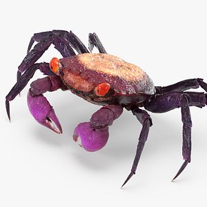 Vampire Crab Geosesarma 3D Model
