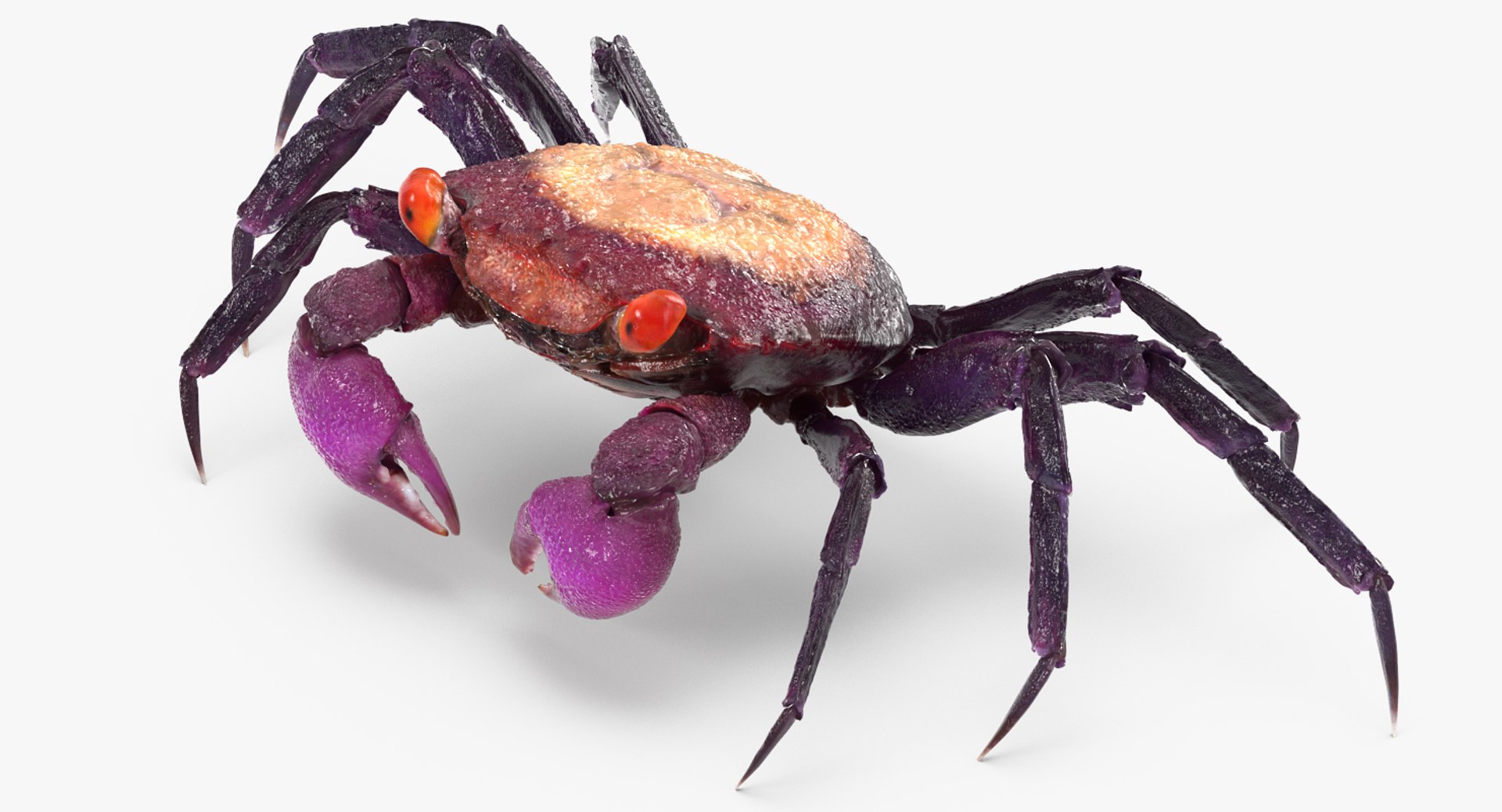 Vampire Crab Geosesarma 3D Model 3D model preview