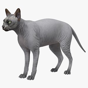 3D sphynx cat solid color