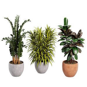 Indoor plant 08 2015