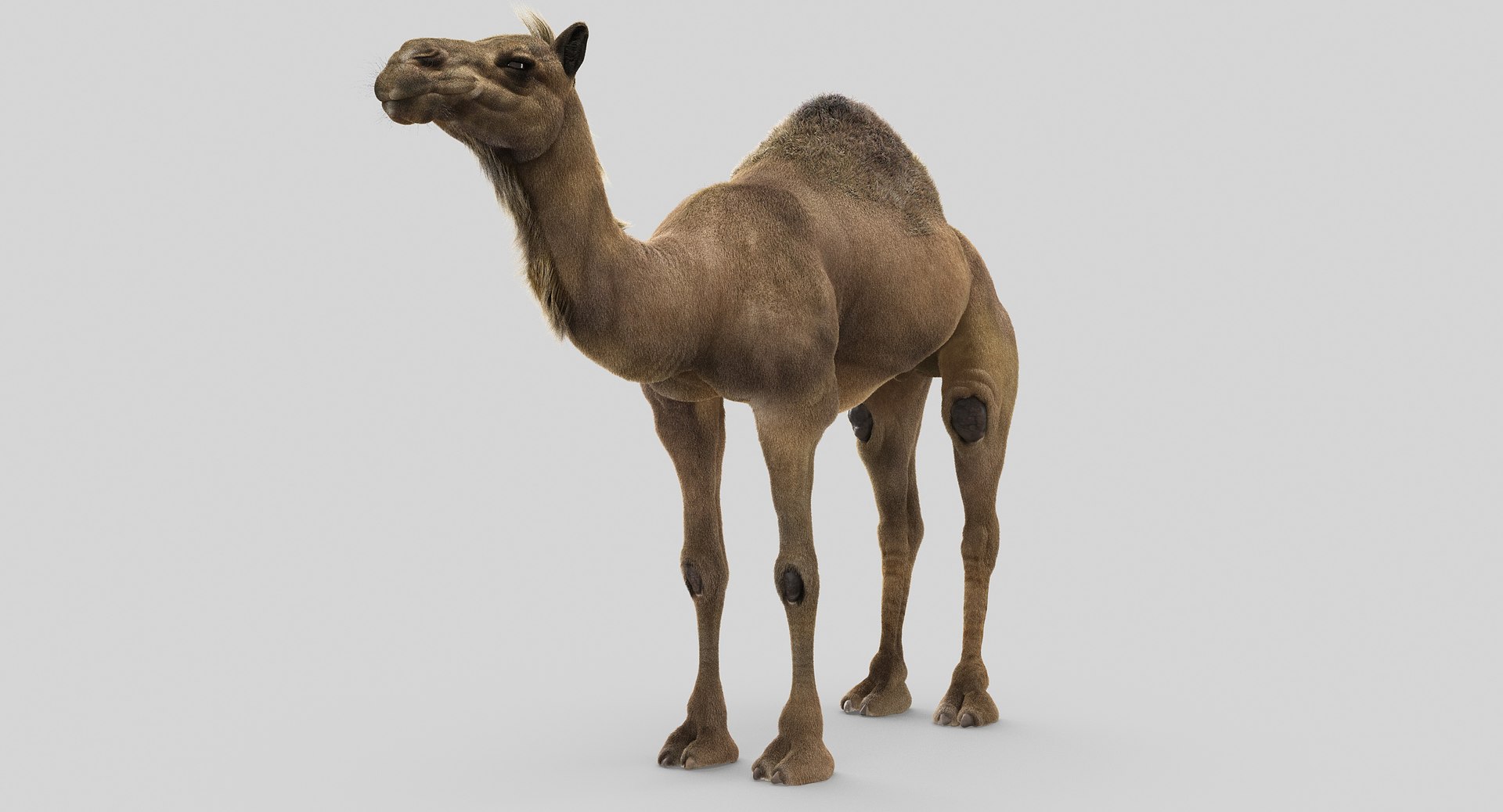 camel fur model https://p.turbosquid.com/ts-thumb/Is/Uoco1x/5NGCGyRN/2/jpg/1497896692/1920x1080/fit_q87/7402f35fb02932cebf5c8359e7b3d9e9bdfc8b6d/2.jpg
