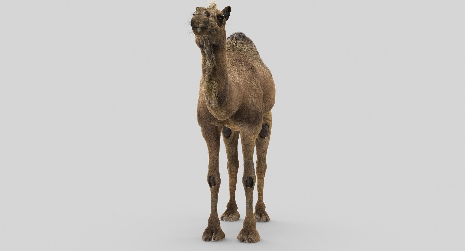 camel fur model https://p.turbosquid.com/ts-thumb/Is/Uoco1x/9vxK7tLW/3/jpg/1497896874/1920x1080/fit_q87/2ea637de6eefa1c8c6b258fa82c44a765e8ac34a/3.jpg