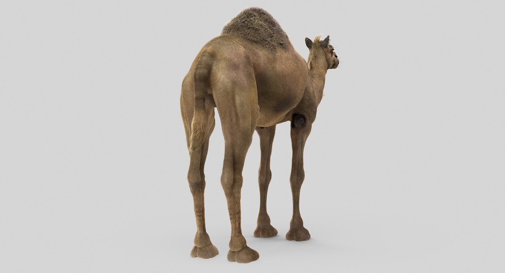 camel fur model https://p.turbosquid.com/ts-thumb/Is/Uoco1x/JYinpXzh/9/jpg/1497897177/1920x1080/fit_q87/1f783187bd0e882292ee28ca12f6ae2678c7e0d4/9.jpg