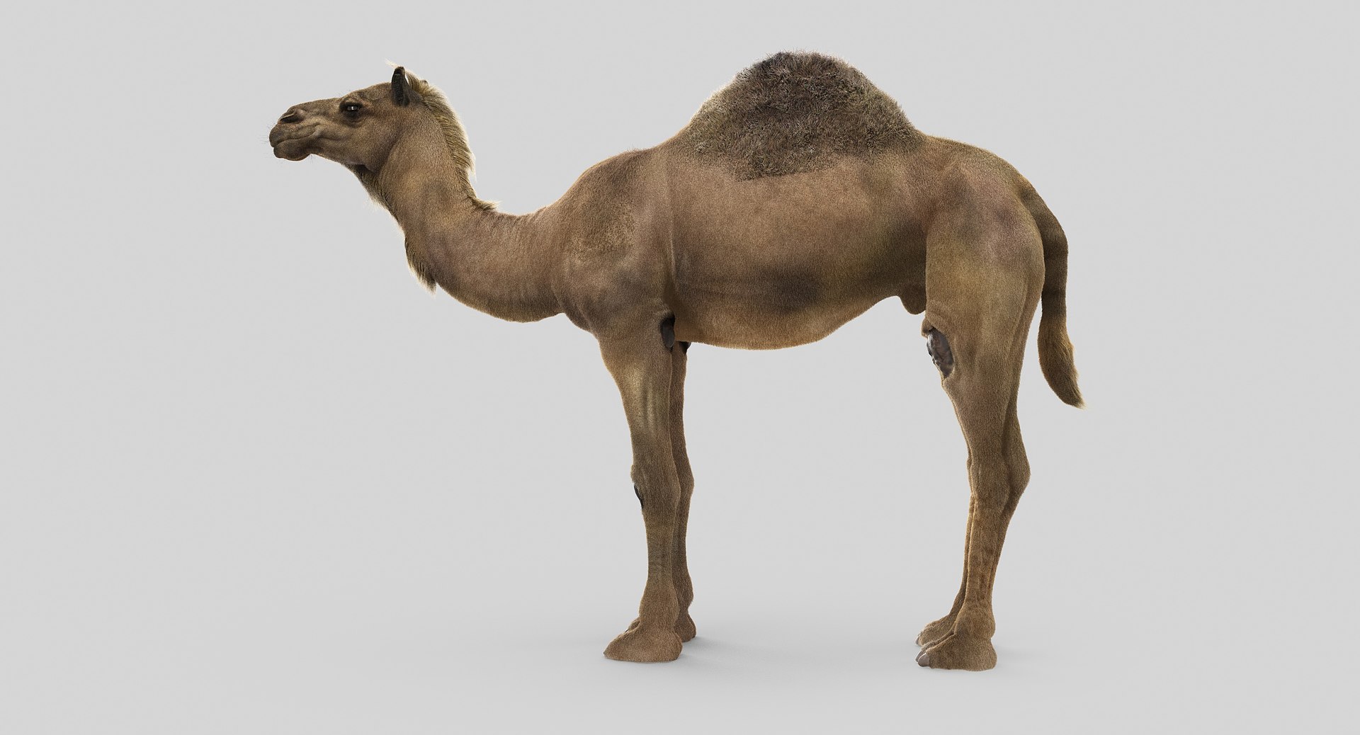 camel fur model https://p.turbosquid.com/ts-thumb/Is/Uoco1x/SYyPMdFC/12/jpg/1497897177/1920x1080/fit_q87/9493335acbdde3bf9fe5622c36a5065715a4e526/12.jpg