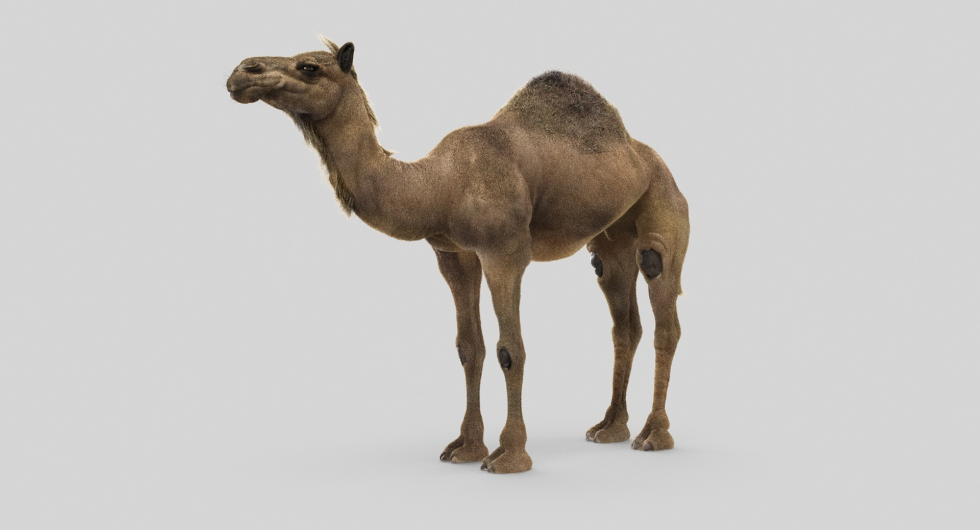 camel fur model https://p.turbosquid.com/ts-thumb/Is/Uoco1x/dwzD5dus/camel/jpg/1497897938/1920x1080/turn_fit_q99/c1f763c3bbc7655e2f9d933df30b5165ad1d89e4/camel-1.jpg