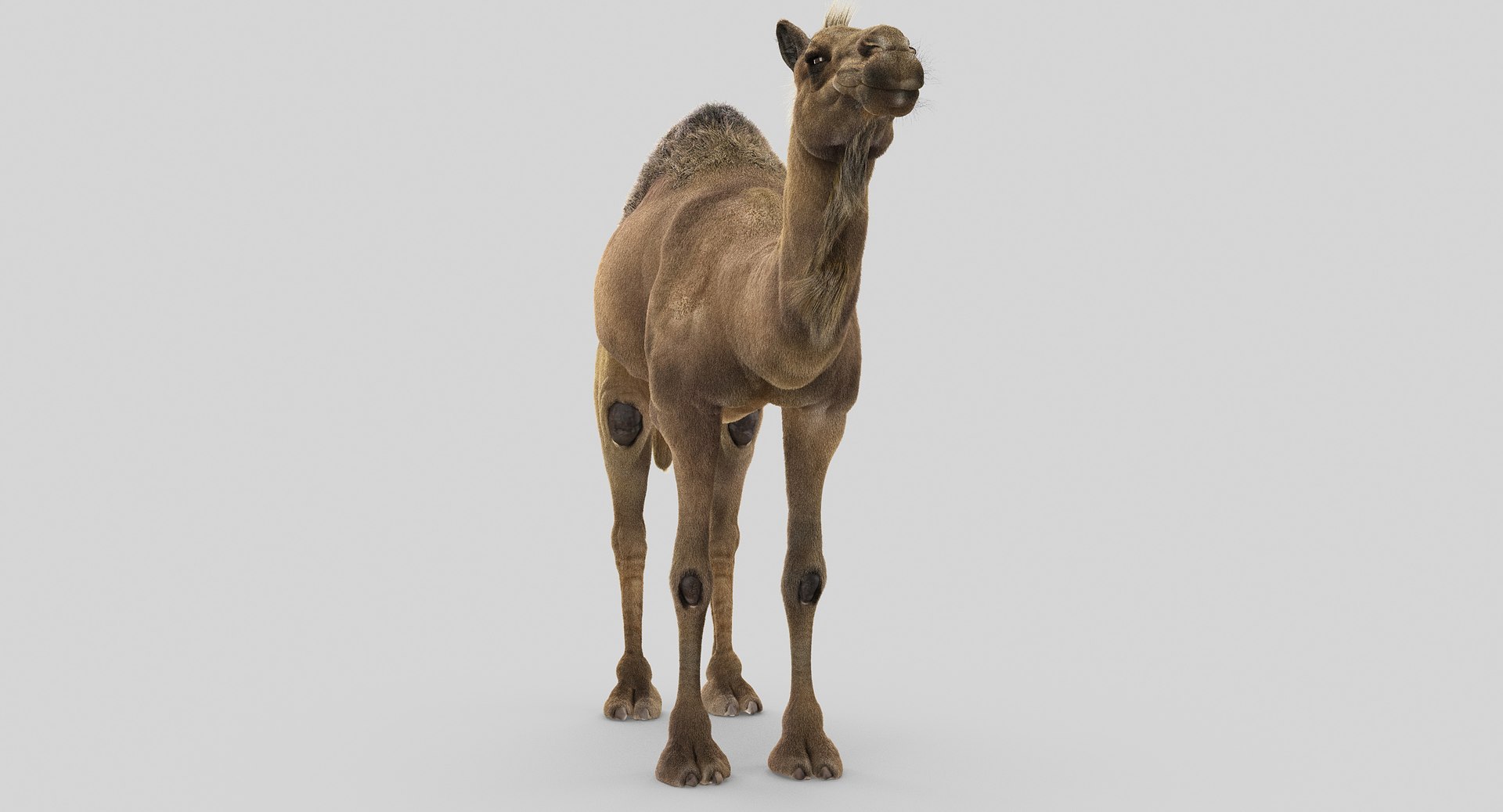 camel fur model https://p.turbosquid.com/ts-thumb/Is/Uoco1x/pycdvldC/4/jpg/1497897177/1920x1080/fit_q87/1a80cbfc488fe3b2ea0e28ac3cab5b09387cc6b2/4.jpg