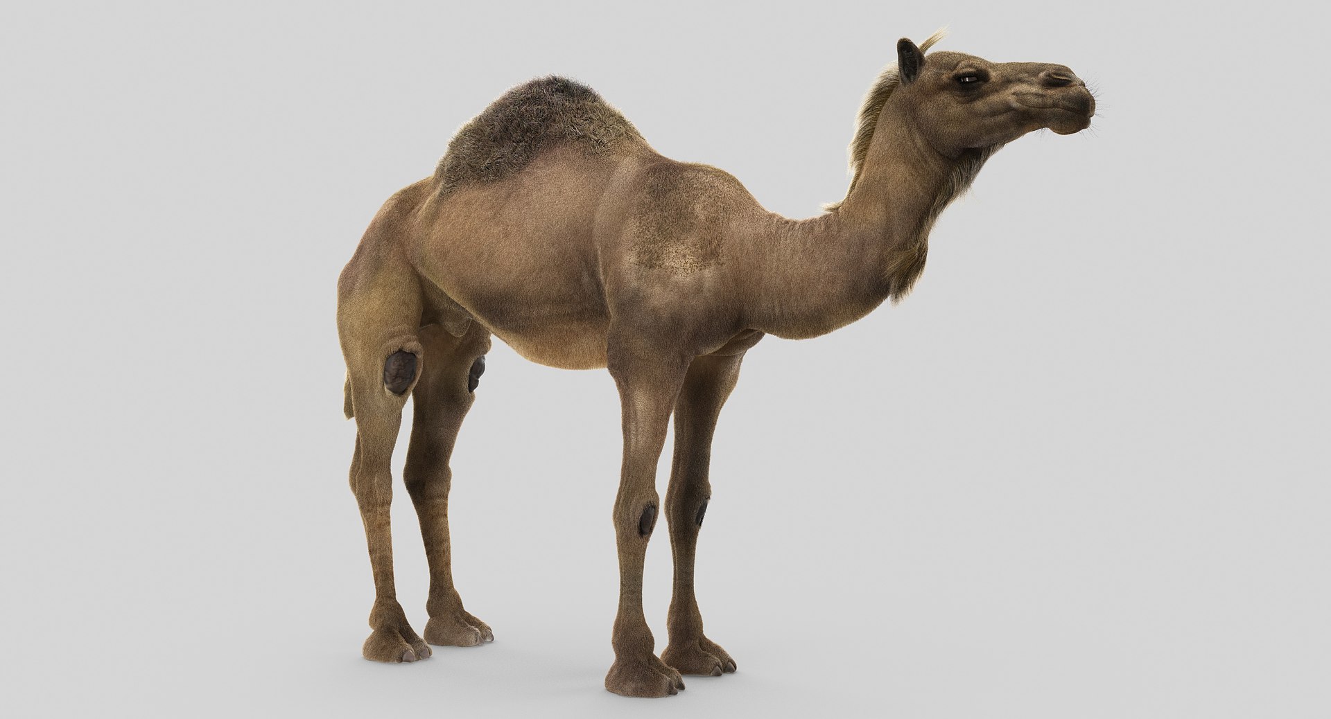 camel fur model https://p.turbosquid.com/ts-thumb/Is/Uoco1x/q5L1CI6w/6/jpg/1497897177/1920x1080/fit_q87/bcc7c93db9378efa55a147f93f08a49d5f3ff920/6.jpg