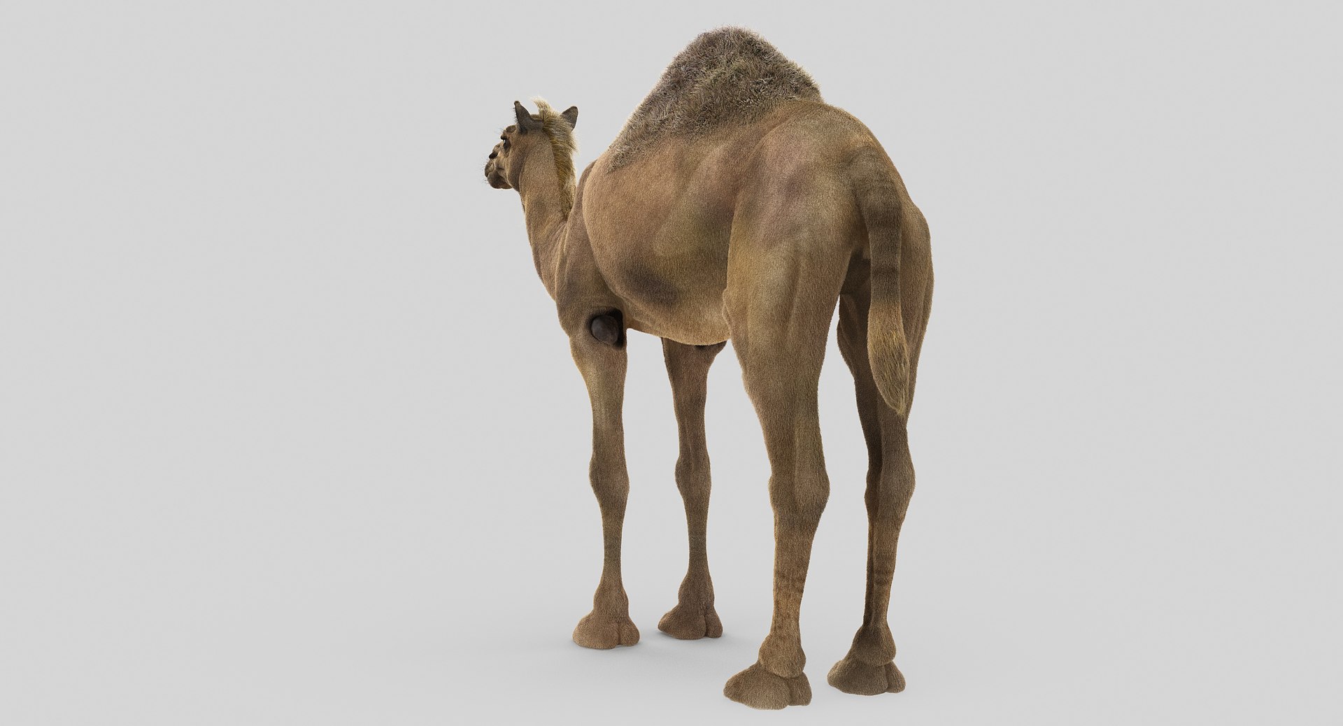 camel fur model https://p.turbosquid.com/ts-thumb/Is/Uoco1x/qPF41GlM/10/jpg/1497897177/1920x1080/fit_q87/b3aaad04f60a2cd688b94e47117953a8b967fa41/10.jpg