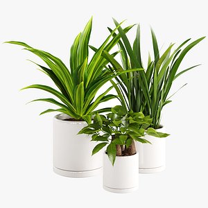 3D model Houseplant 92