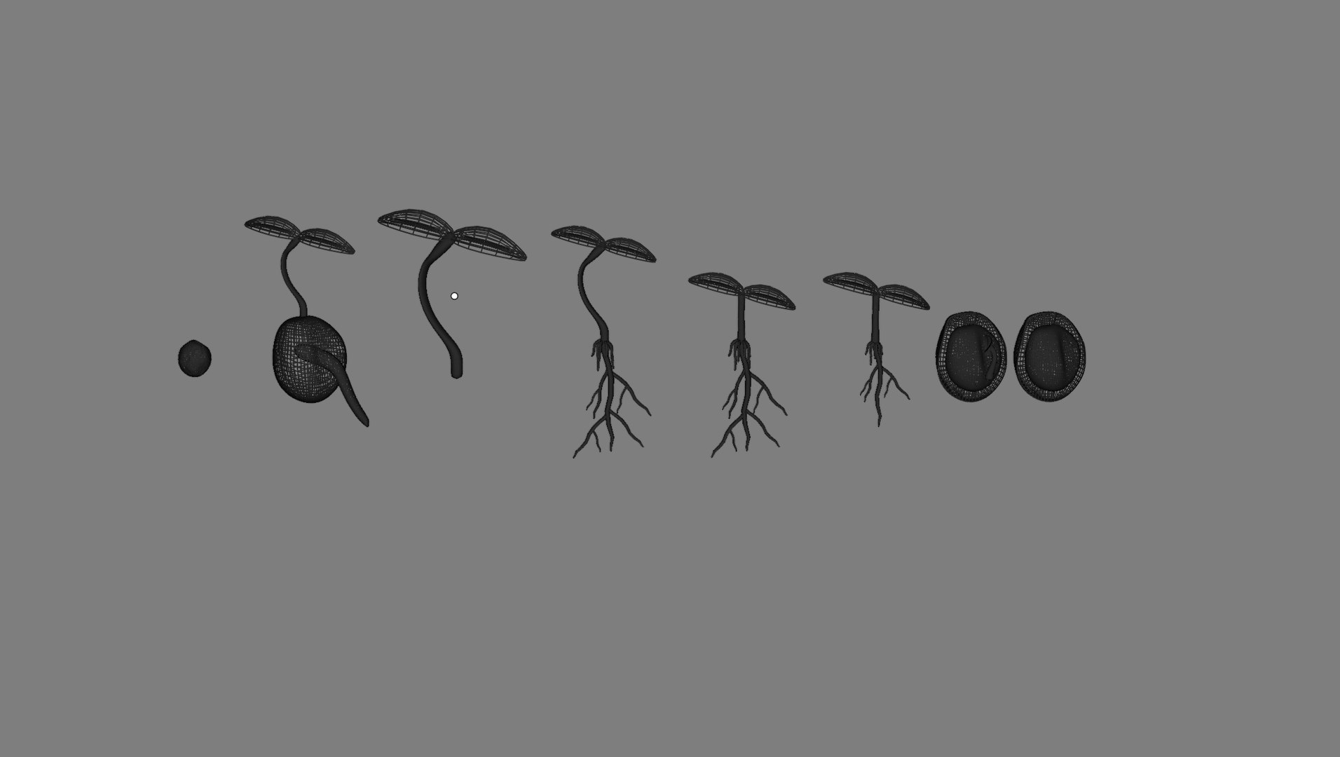 Free 3D Seed Seedlings Model - TurboSquid 2268598
