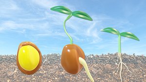 3D Seed  Seedlings model